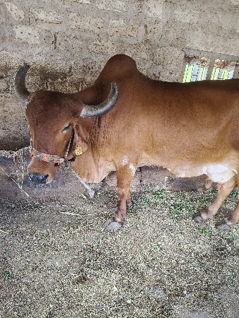 ગાય વેચવાની છે