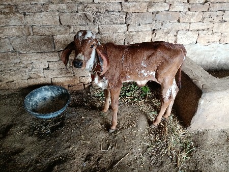 દેવસી રામ