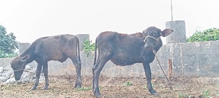 પોરબંદર જિલ્લો