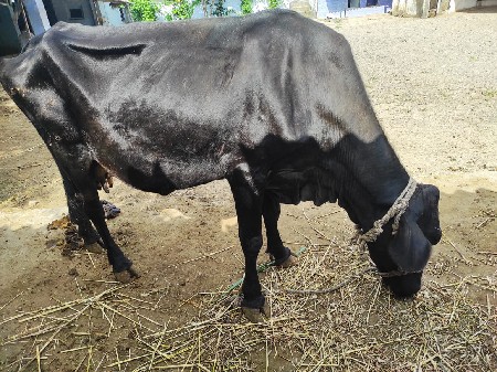 એસ એફ ગાય વેચવાની છે