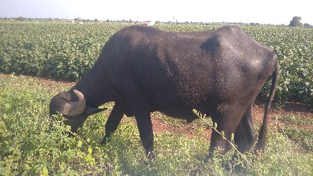ખળેલી વેચવાની છે