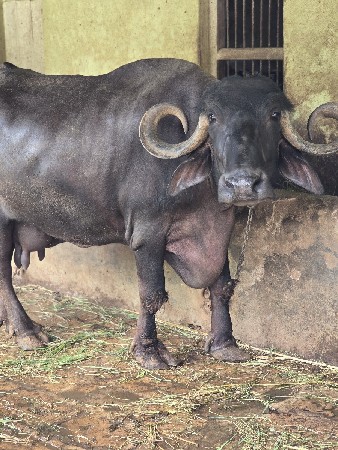 ભેસ વેચવા ની છે