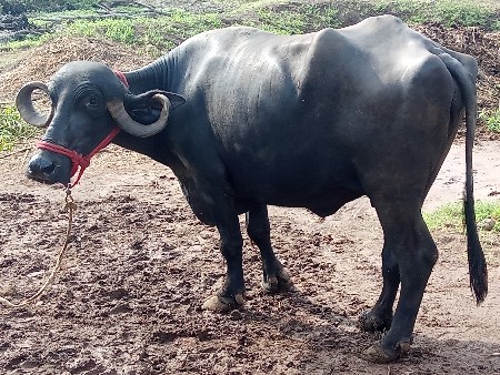 એક બીજુવિયાછે ગાભ 4.5