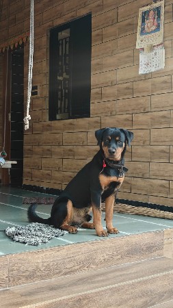 Rottweiler કુતરિ  વેચવાની ચે