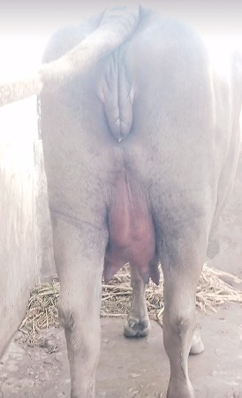 ભુરી ખડેલી વેચવાની છે.