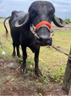 20કાચી