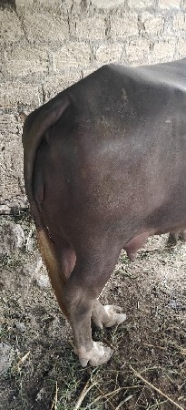 ભૂરી ભેંસ
