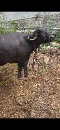 ભેંસ વેચવાની છે