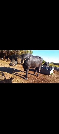 પાડો