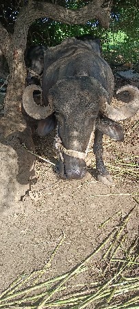 ભેંસ વેચવા ની છે