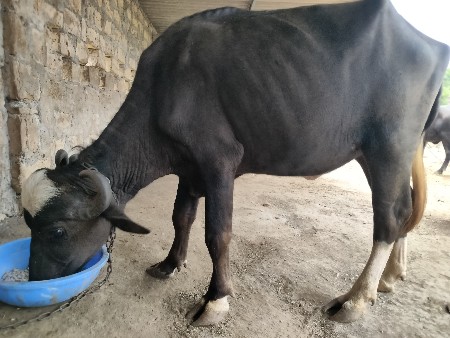ખડેલી વેસવાની છે