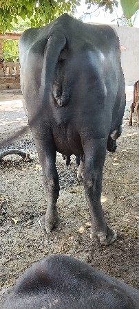 આ ભેસ વેચવાની છે