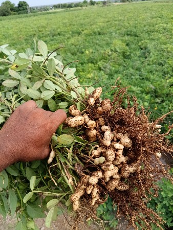 ૩૯ નંબર માંડવી વેચવાની છે