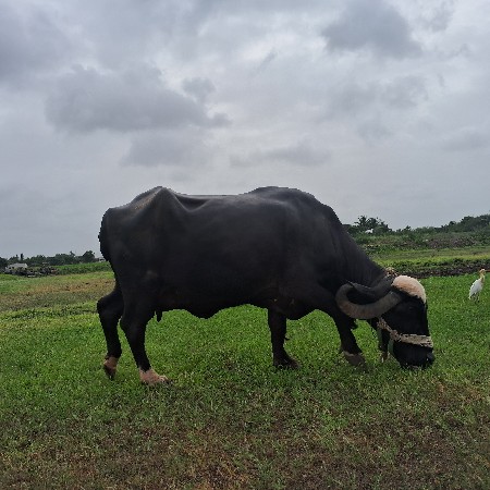 ભેશ વેચવાની છે