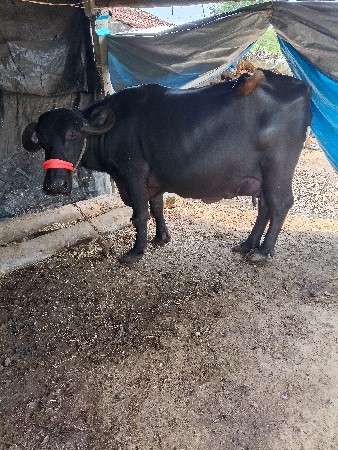 ભેંશ વેચવાની છે