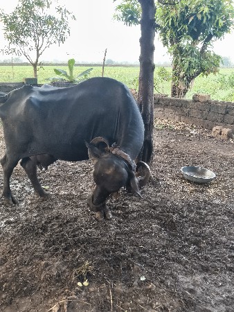 bhes vechvani se