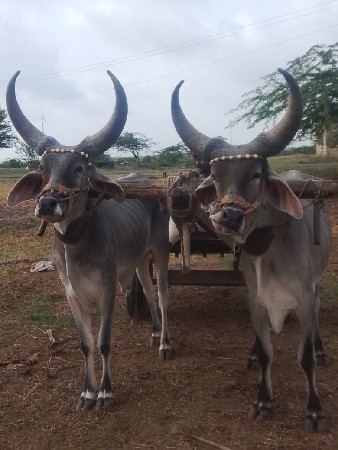 જામનગર જિલ્લો ભાણવડ તાલુકો