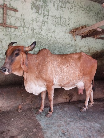 આ ગાય વેચવાની છે