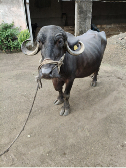ભેંસ વેચવાની છે.