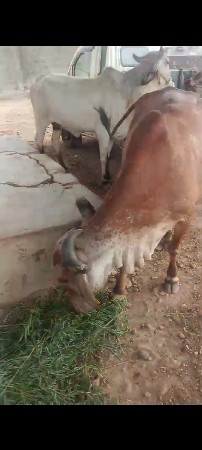 ગાય વેચવાની સે
