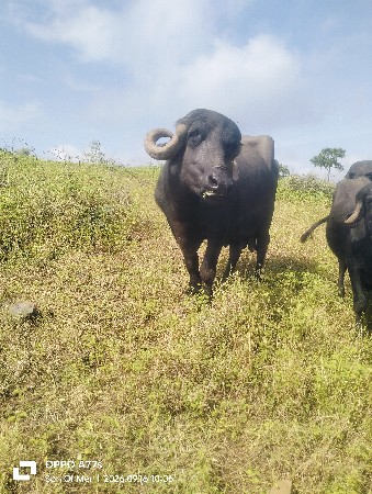 ભેંસ વેચવાની છે