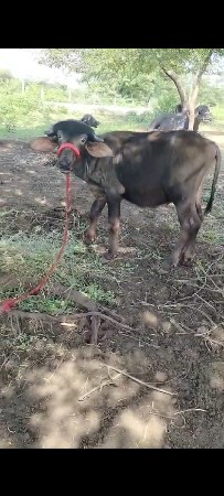 પાડો વેચવાનો છે દોઢ વરસનો છે