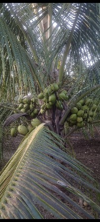 નાર્યેલી ના રોપા બધી વેરાયટી મળશે.