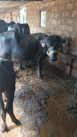 1 પાડો