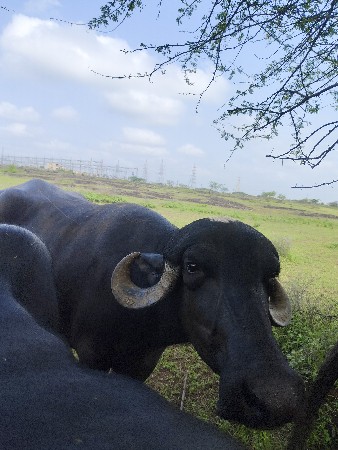 ભેંસ વેચવાની છે