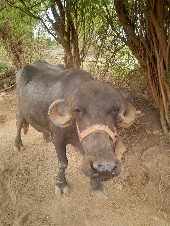 ભેંસ વેચાવાની છે