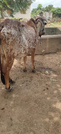 ગીર હોડકુ વેચવાનું છે