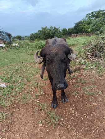 પાડો વેસવા નો છે