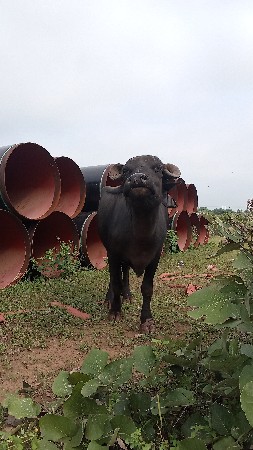 ભેંસ વેસવાણી છે