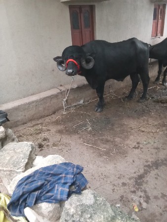 પાડો વેંચવા નો છે