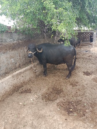 વેચવાનીછે