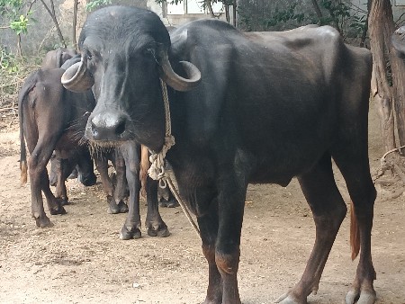 ખડેલી વેચવાની છે