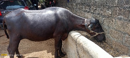 વેચવાની છે