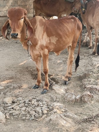 વાશડી  દેવાની છે