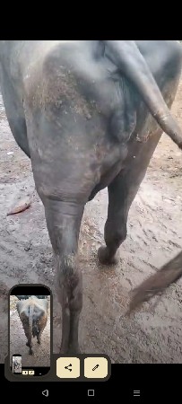 ભેસ વેચવાની છે