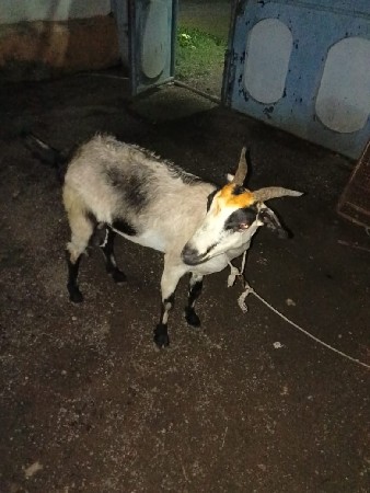 એક બકરી