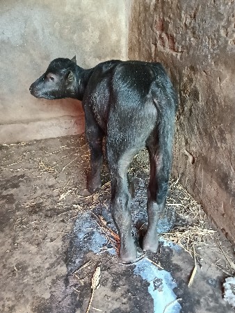 પારૂ