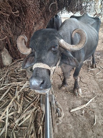 20 દિવસની કાચી છે