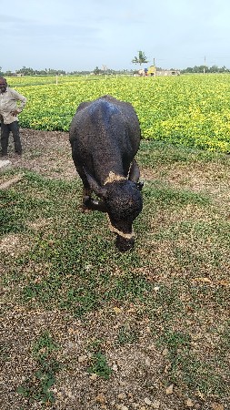 ભેંસ