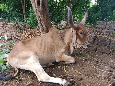 બળદ વેચવા ના છે