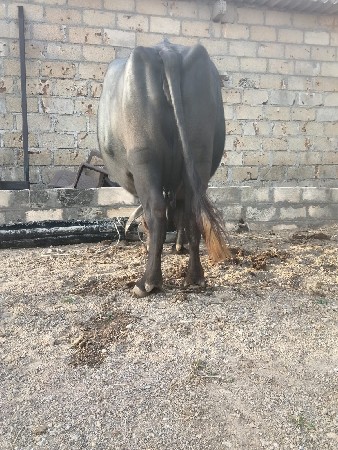 ભેંસ વેચવાની છે