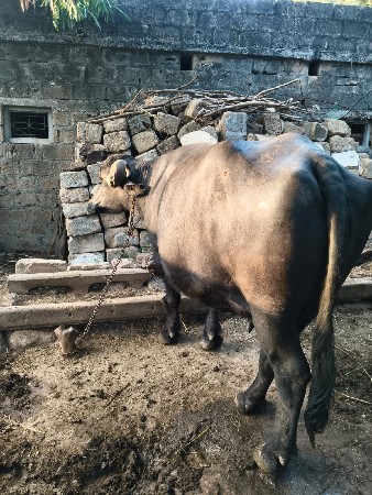 ભેસ