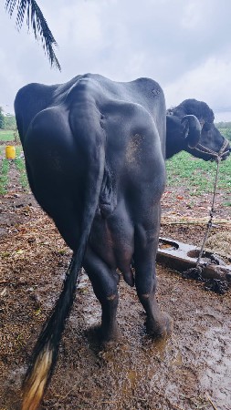 ભેસ