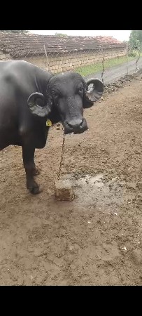 જાફરબાદી ભેંસ