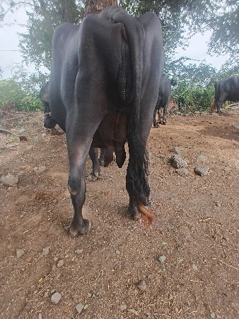 ભેંસ વેચવાની છે
