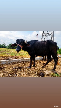 બે પાડી વેચવા ની છે